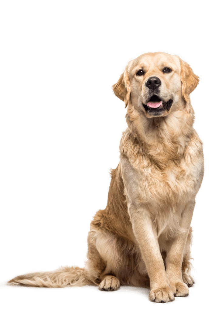 Veterinario Perros