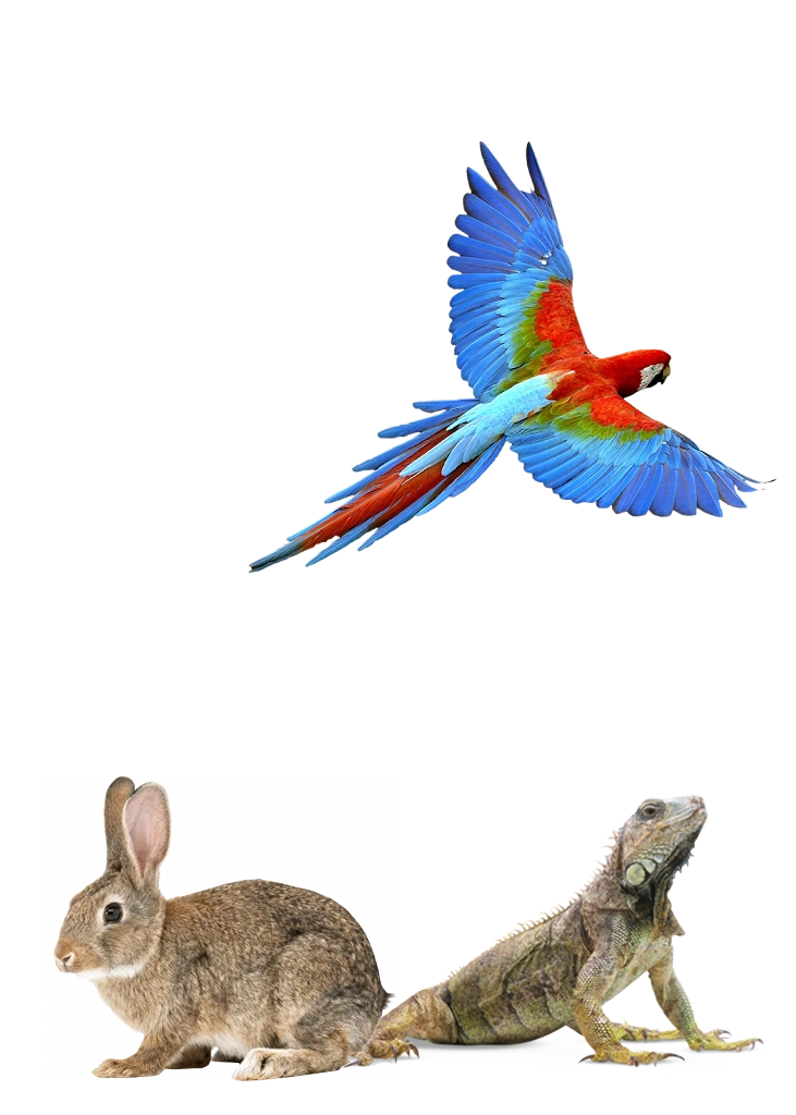 Veterinario Animales Exoticos