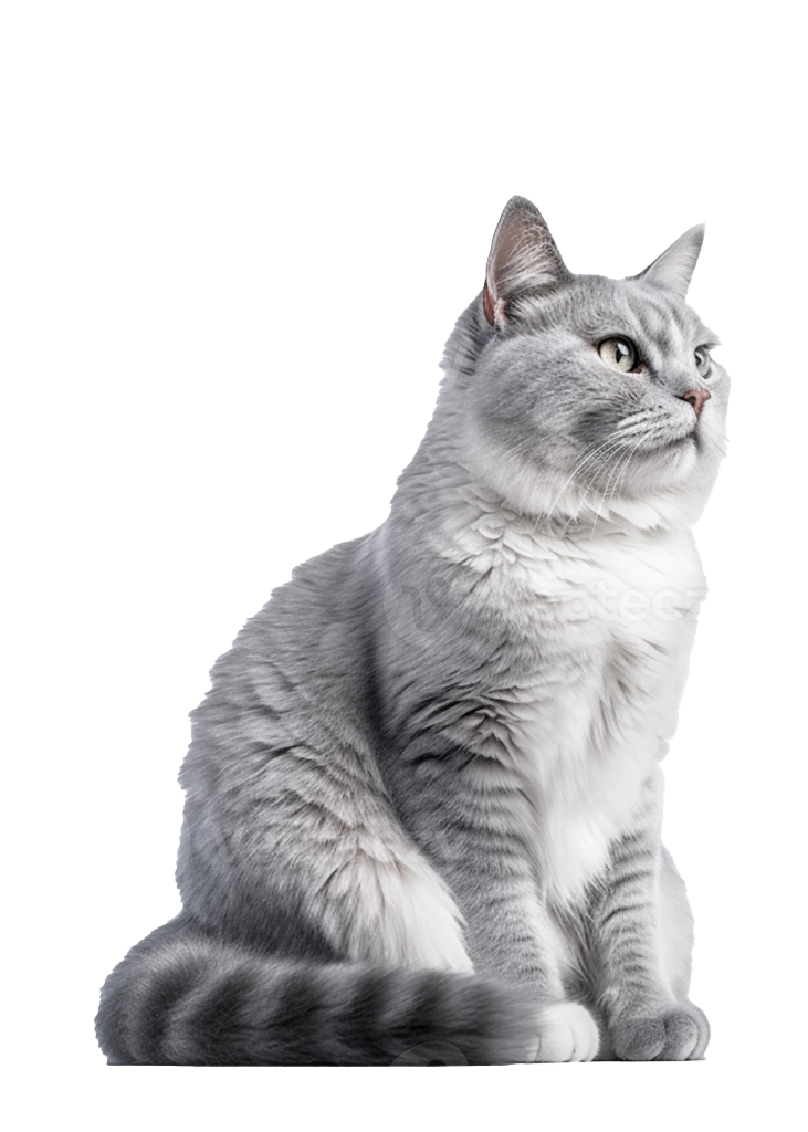 Veterinario Gatos