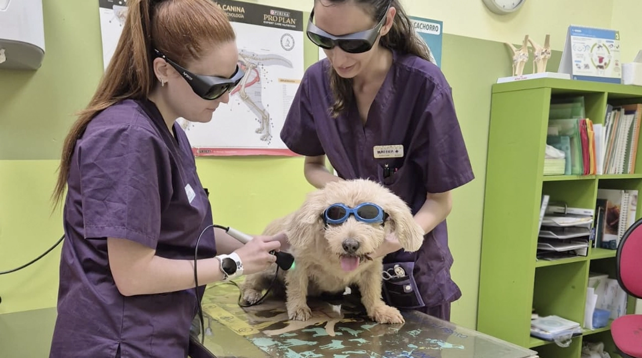 Laser Terapeutico Veterinario